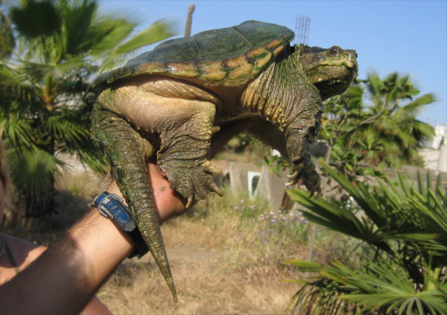 Chelydra serpentina1.jpg