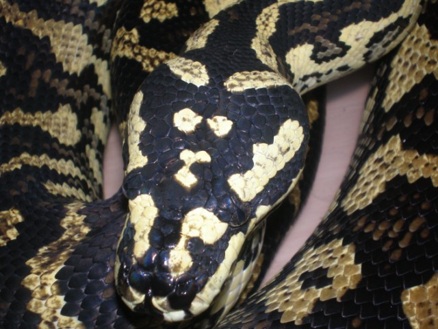 chey macho 1[DVD (NTSC)].jpg