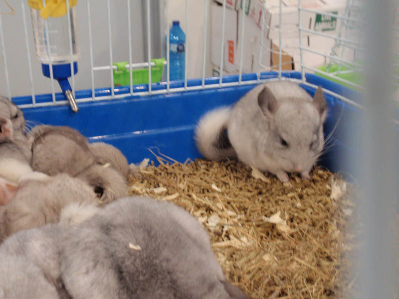 Chinchilla doméstica