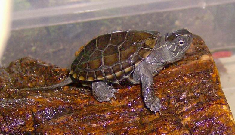 Chinemys reveesi 16.jpg