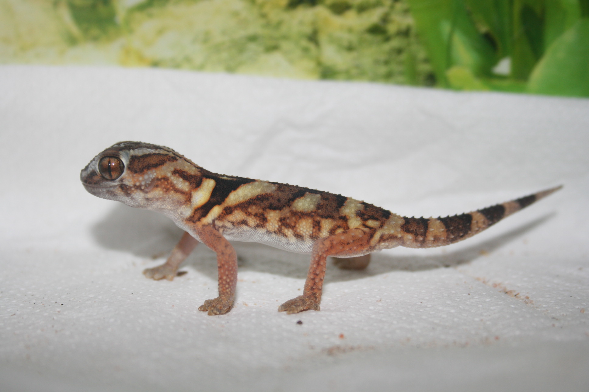 Chondrodactylus 12 hembra 2010 izq.JPG