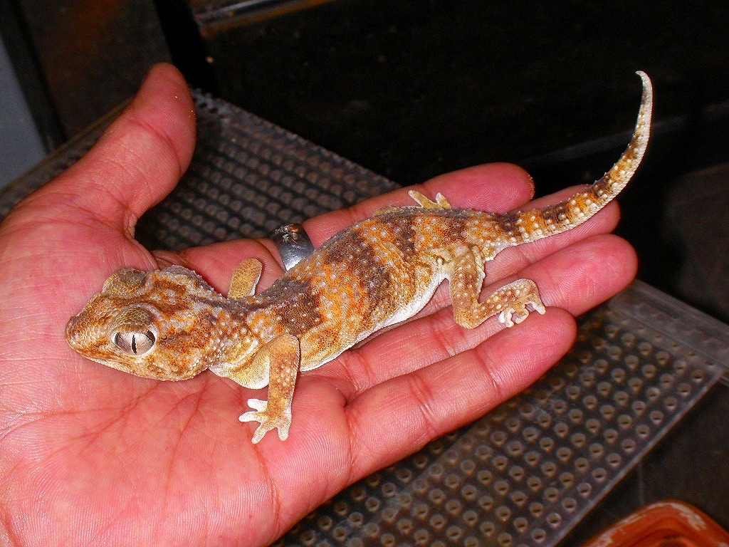 Chondrodactylus angulifer namibiensis hembra.jpg