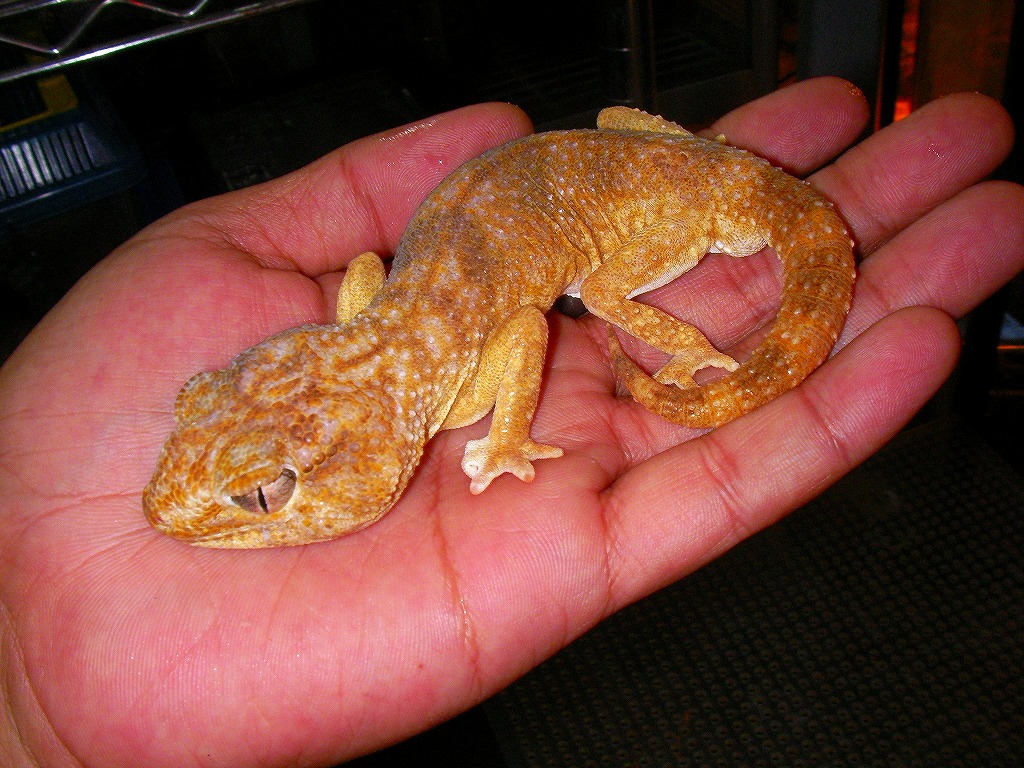 Chondrodactylus angulifer namibiensis macho.jpg