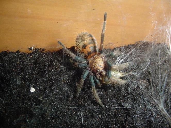 Chromatopelma Cyanopusbences.JPG