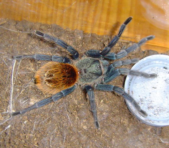 Chromatopelma_cyaneopubescens.JPG