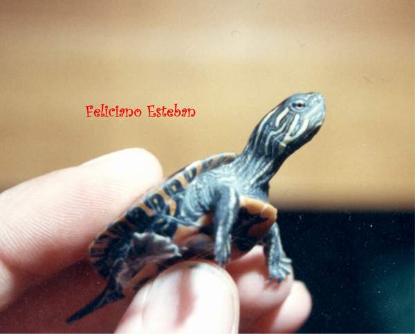 Chrysemys picta belli 2.jpg