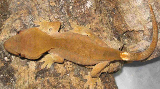 cilatus b,fauna.jpg