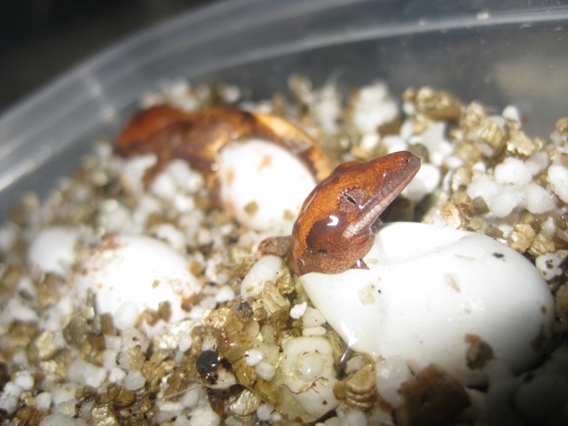 cili2012 (2) (640x480).jpg