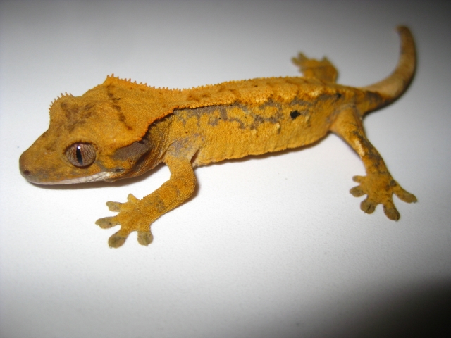 cili2012 (4) (640x480).jpg