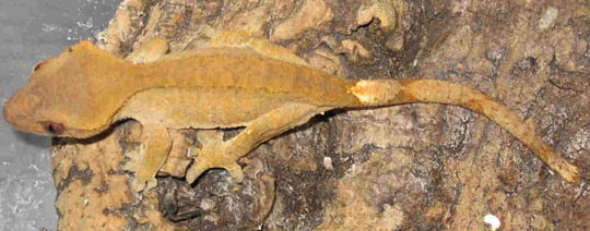 ciliatus 2 fauna.jpg