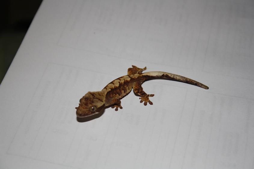 ciliatus babys 2011 004.jpg