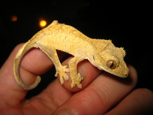 Ciliatus2012 (17).jpg