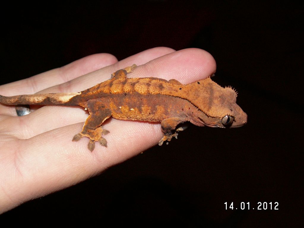 Ciliatus2012 (18).jpg