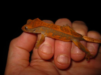 Ciliatus2012 (21).jpg