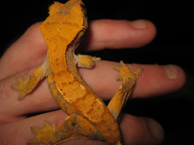 Ciliatus2012 (24).jpg