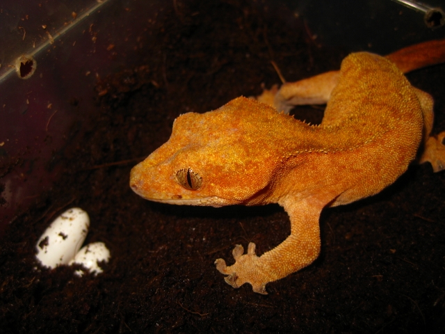 Ciliatus2012 (26) (640x480).jpg