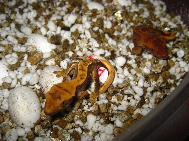 Ciliatus2012 (27) (640x480).jpg