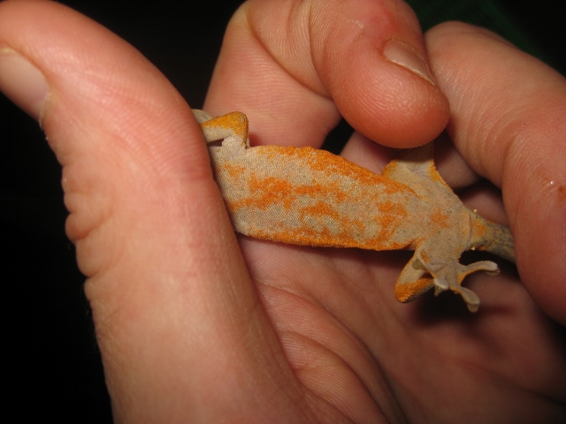 Ciliatus2012 (3) (640x480).jpg