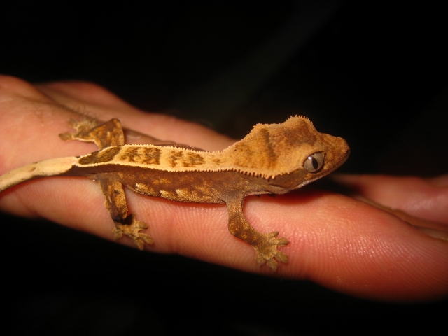 Ciliatus2012 (30) (640x480).jpg