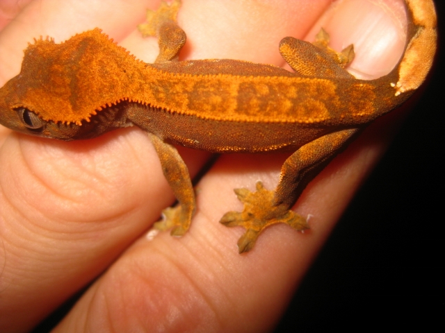 Ciliatus2012 (34) (640x480).jpg