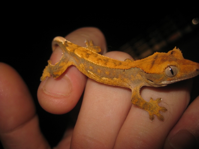 Ciliatus2012 (36) (640x480).jpg