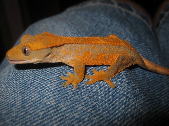 Ciliatus2012 (5) (640x480).jpg