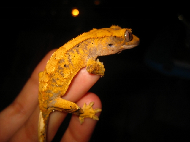 Ciliatus2012 (9) (640x480).jpg