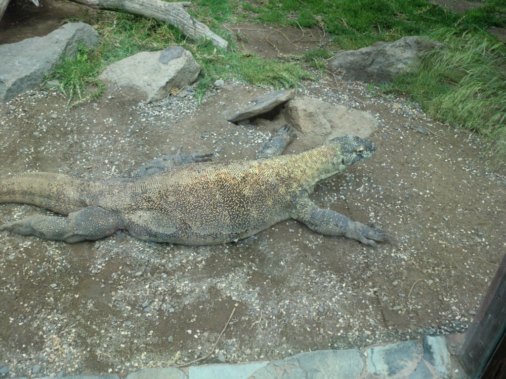 CIMG2695 [1024x768].JPG