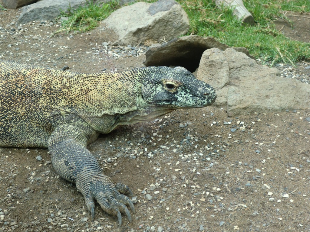 CIMG2696 [1024x768].JPG