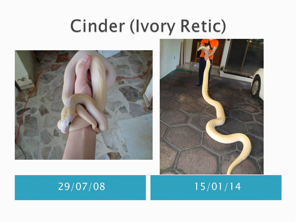 Cinder (Ivory Retic).jpg