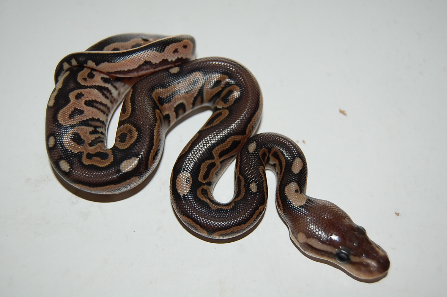 cinnamon 10-9-2010....JPG