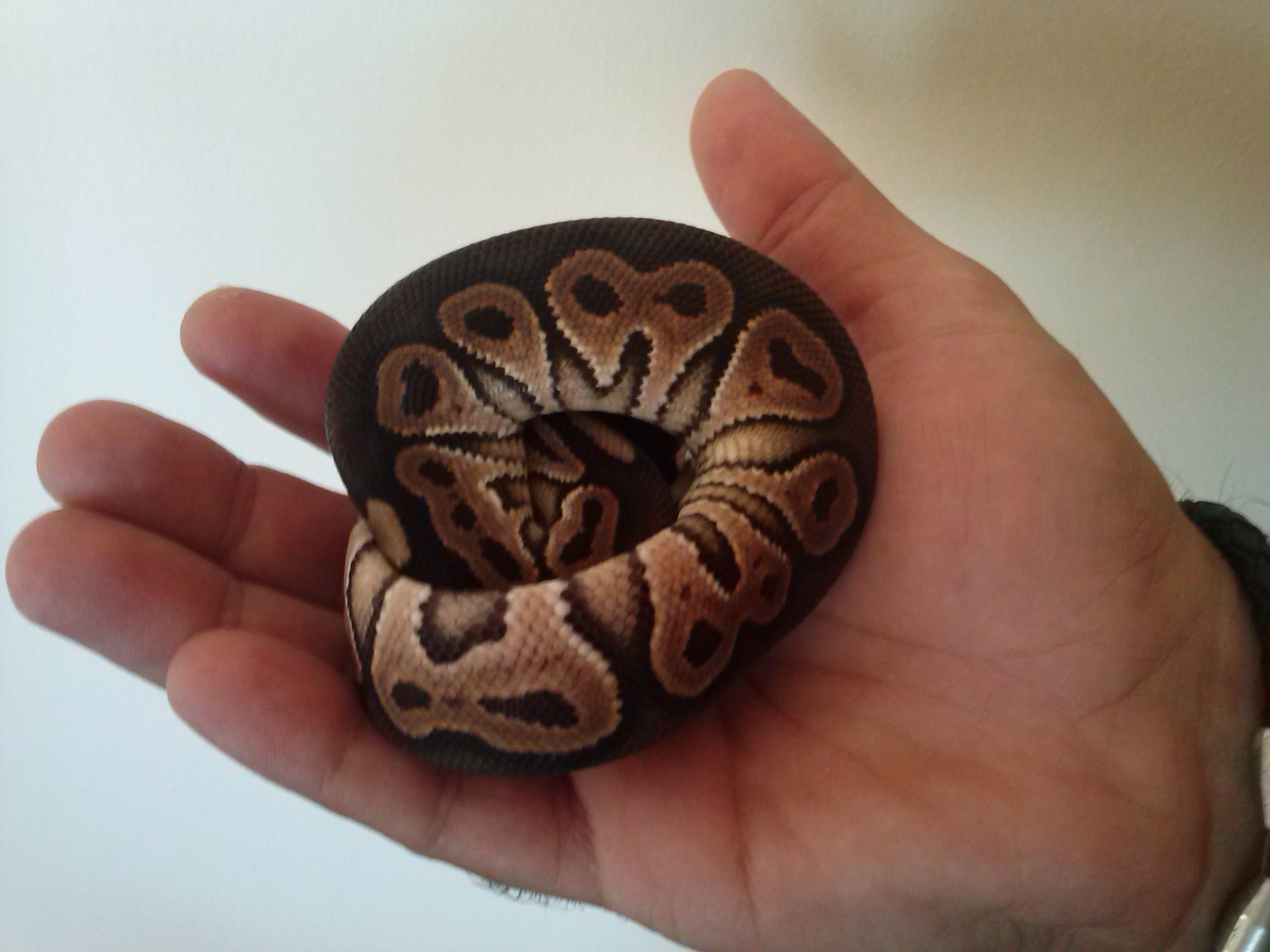 cinnamon baby (2).jpg