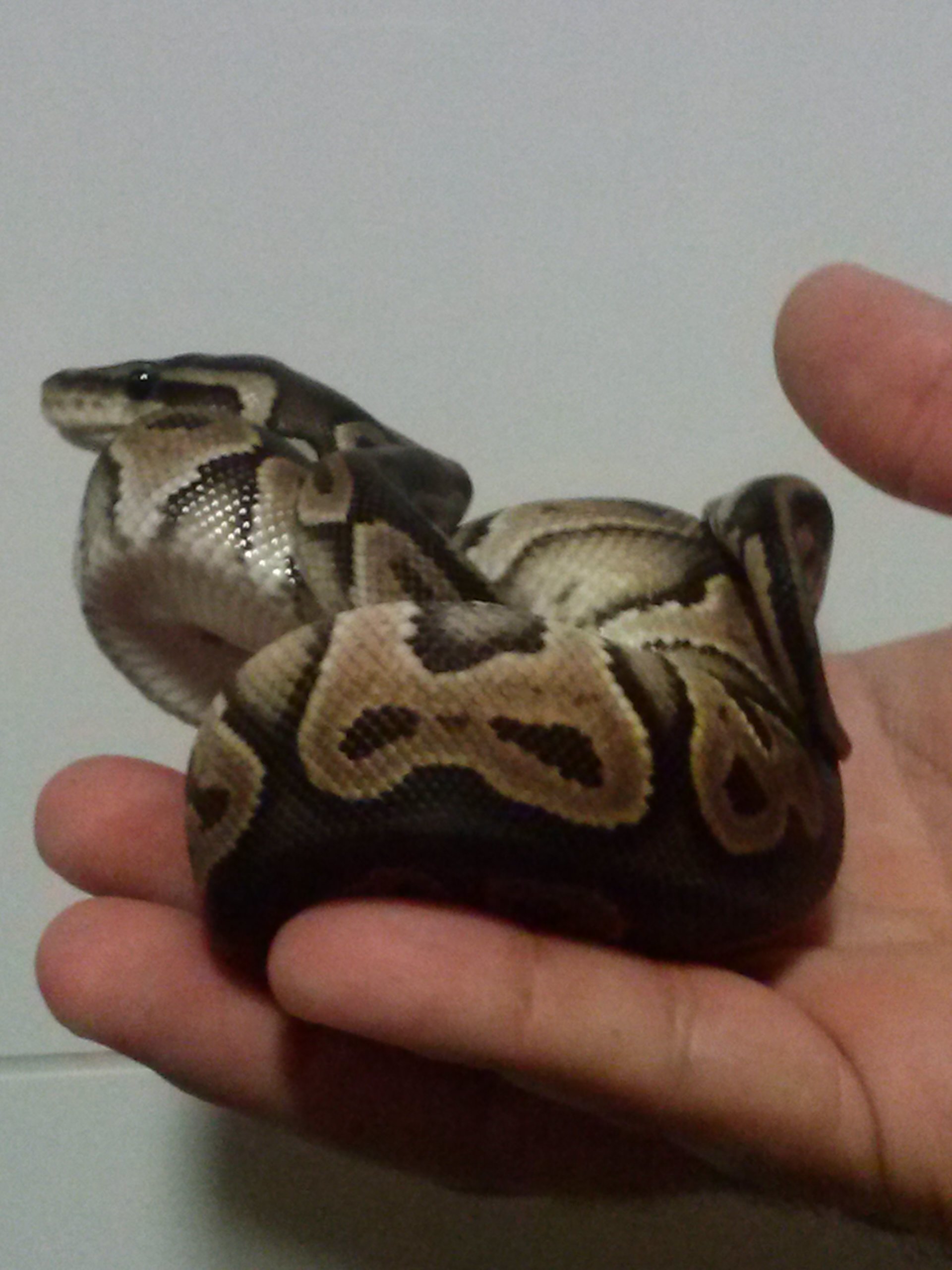 cinnamon baby (8).jpg