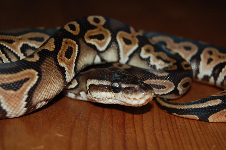 cinnamon pastel hembra ..JPG