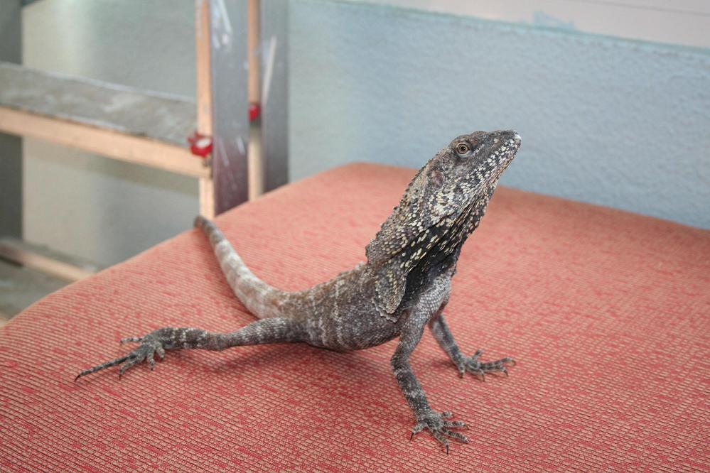 clami reducido 2.JPG