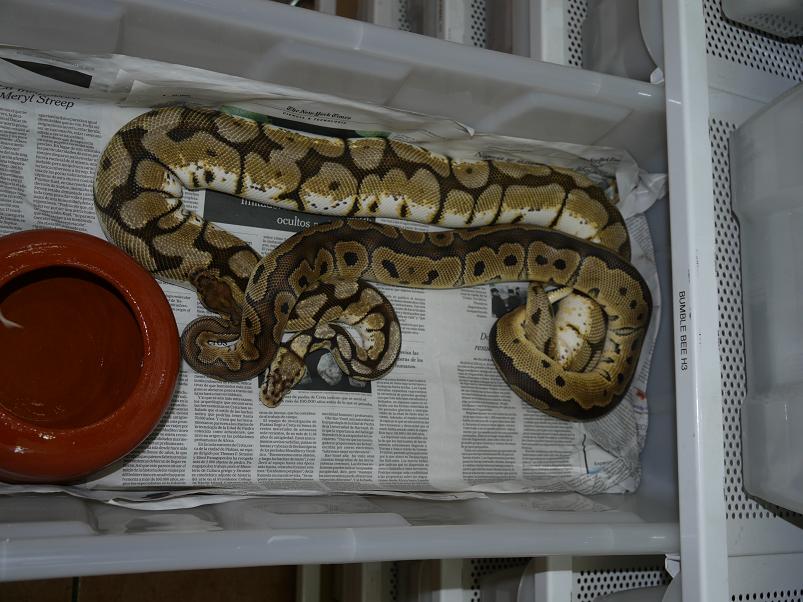 clown x bumble bee.JPG