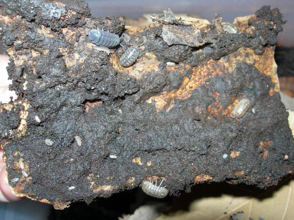 Cochinillas de la humedad