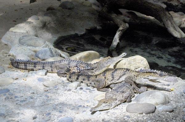 Cocodrilo Australiano Crocodylus johnsoni.jpg