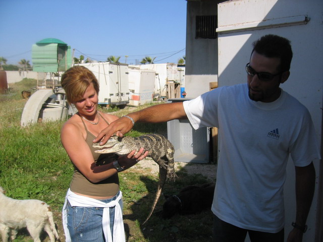 Cocodrilo chino3.jpg