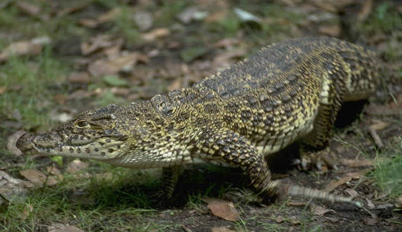 Cocodrilo Cubano Crocodylus rhombifer.jpg