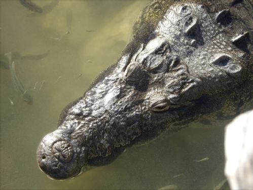 Cocodrilo mexico.JPG