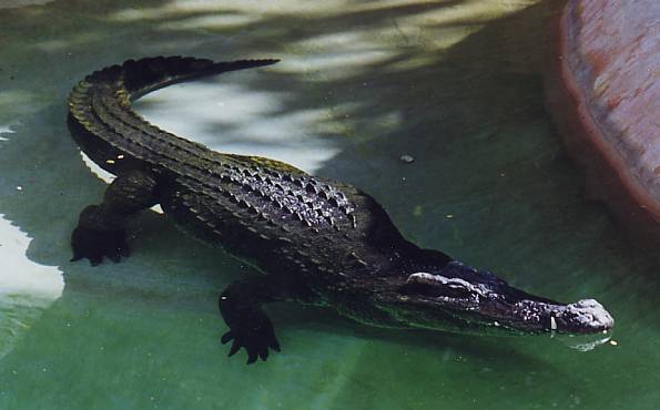 Cocodrilo Siamés Crocodylus siamensis.jpg