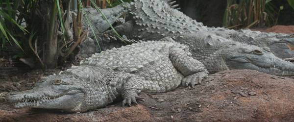 Cocodrilos del Orinoco Crocodylus intermedius.jpg