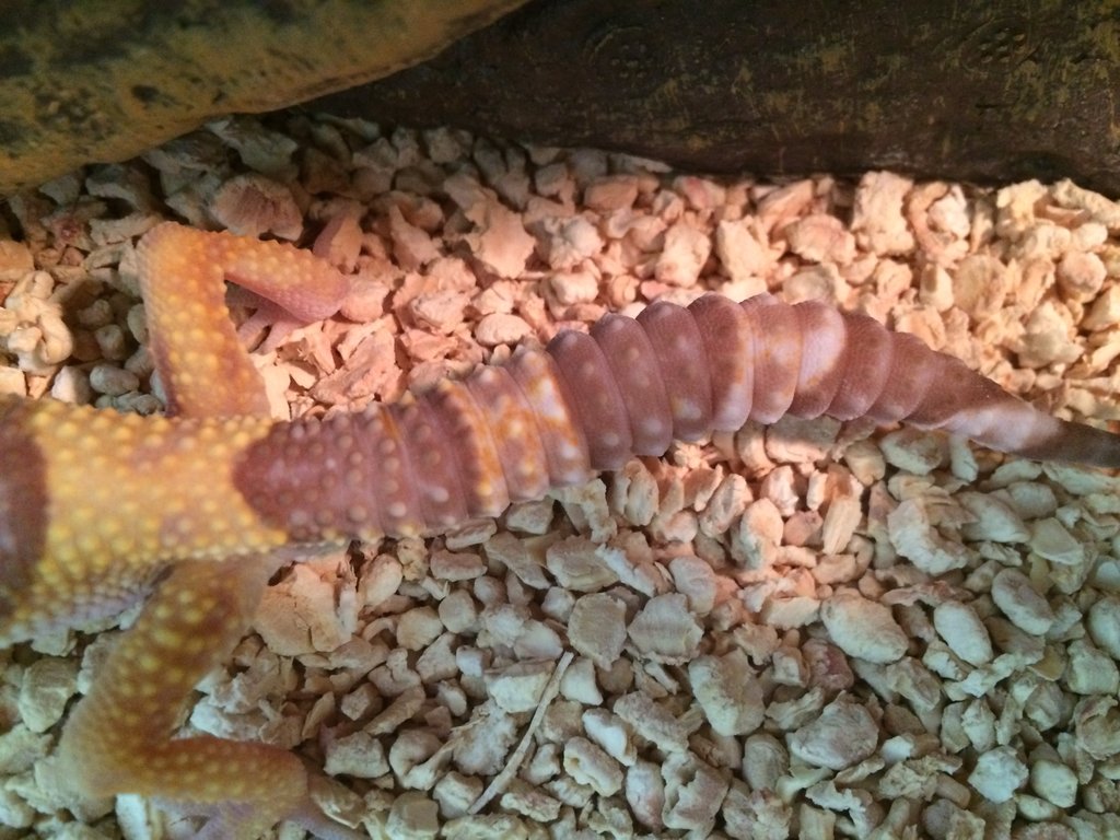 cola gecko