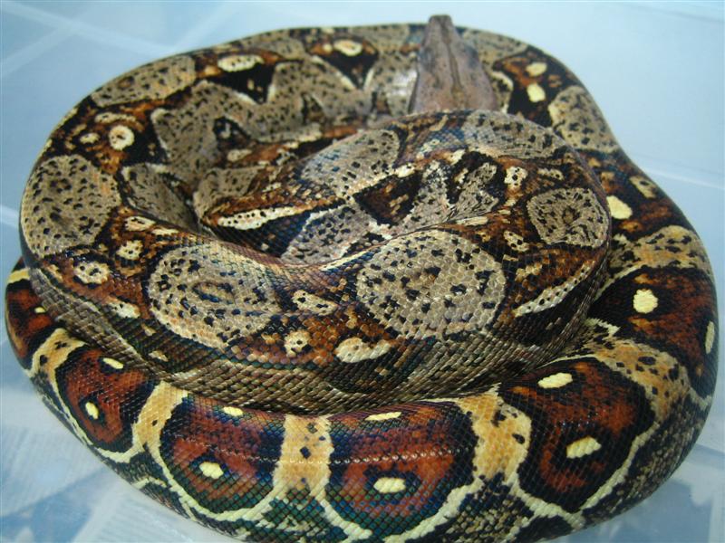 cola ocelada 3 (Medium).jpg