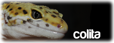 Colita