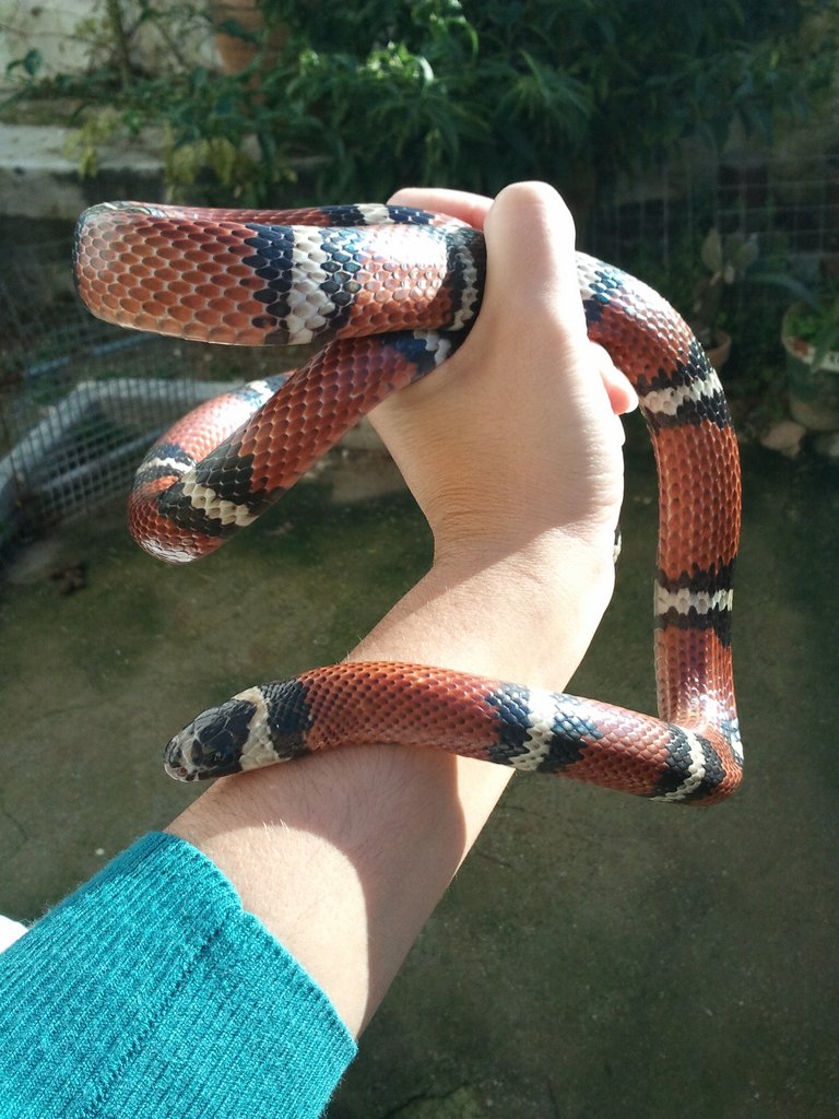 Color apagado falsa coral