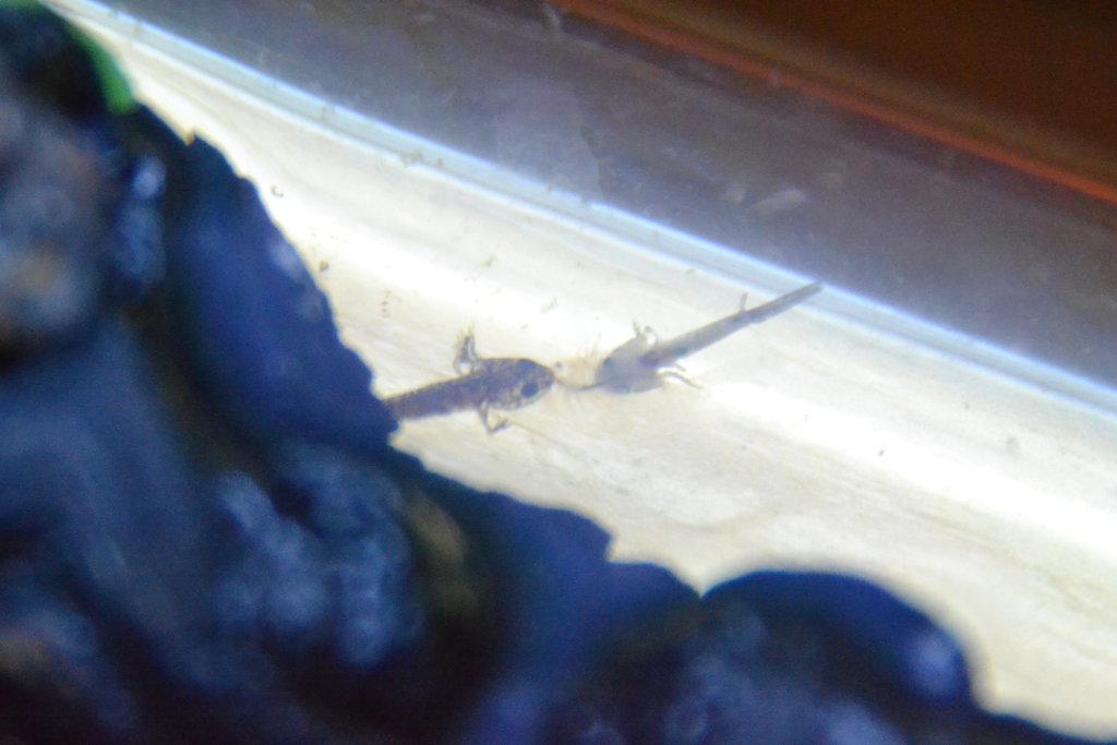 Comiéndose artemia a medias