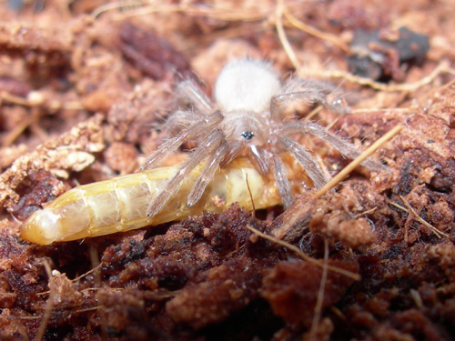 Como no crezcas con esto....jpg