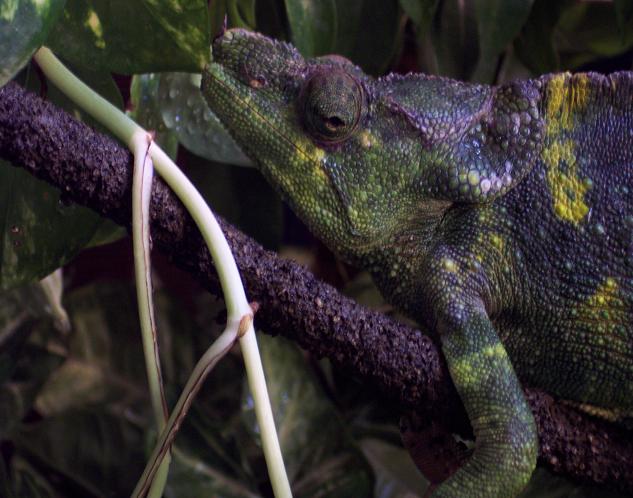 concurso faunaex.JPG